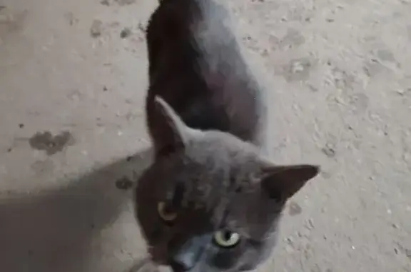 Кошка найдена: Оренбургский пер., 2А