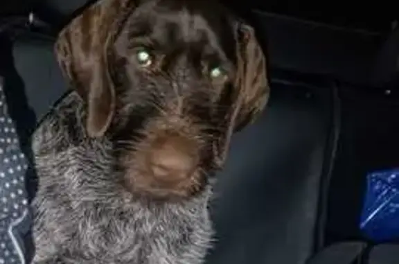 Потерянные животные Корниловское, фото: Пропала собака на Ясной улице, Корниловское