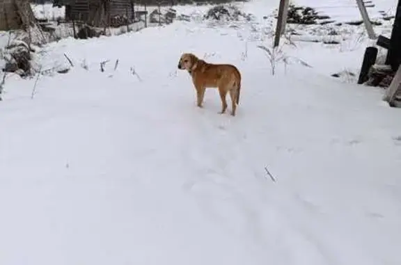 Найдена собака, Мшинское, фото: Собака найдена в Мшинском, Р-23