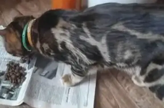 Найдена кошка, Астраханская область, фото: Бенгальский кот найден в Старокучергановке