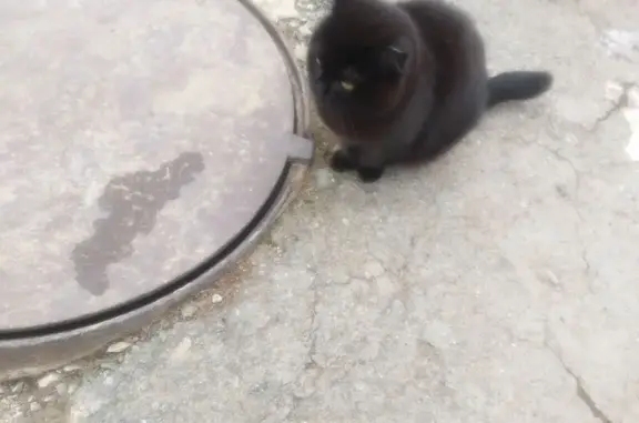 Найдена кошка, Асбест, фото: Кошка найдена у Речной 13, Асбест