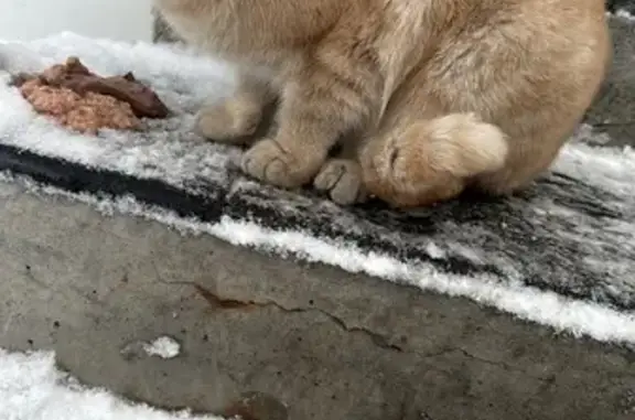 Найдена кошка, Белово, фото: Кошка найдена: Центральная пл., Белово