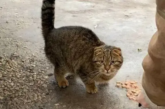 Объявления о пропавших и найденных животных, Нижний Новгород, фото: Пропала кошка, Провиантская 26, НН