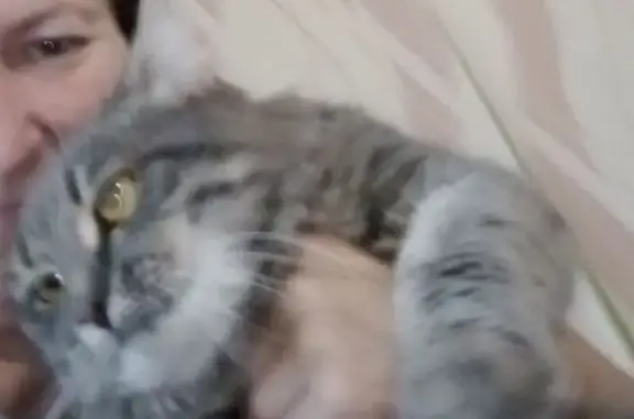 Пропал котик, Клубная ул., 8, Мичуринск