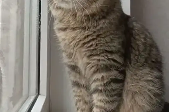 Найдена кошка, Владикавказ, фото: Кошка найдена на ул. Куйбышева, 60, Владикавказ