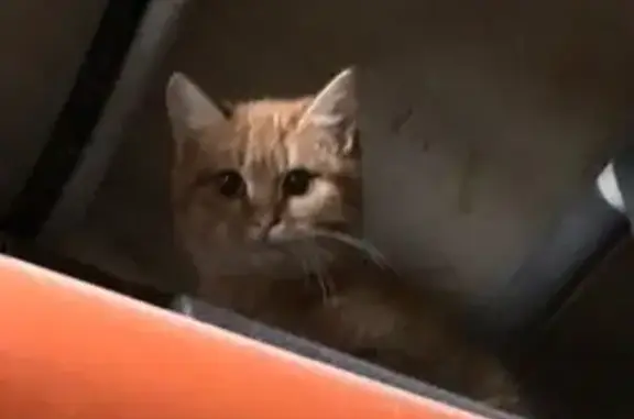 Кошка найдена: г.о. Рязань, Рязанская обл.