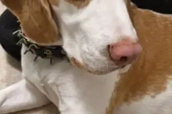 Найдена собака, Рассвет, фото: Собака найдена на Тольятти-Узюково, 1В