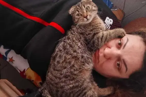 Кошки потеряшки, Брюховецкая, фото: Потеряшка вислоухая кошка, Промышленная 34