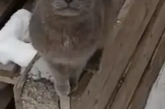 Кошка найдена у трассы 16К-1390, Рыбная Слобода