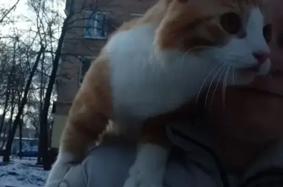 Кошки потеряшки, Москва, фото: Потеряшка кошка, ул. С. Супруна, 12 к1, Москва