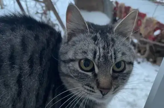 Найдена кошка, Астрахань, фото: Кошка найдена: Янго-аул, ул. Щукина