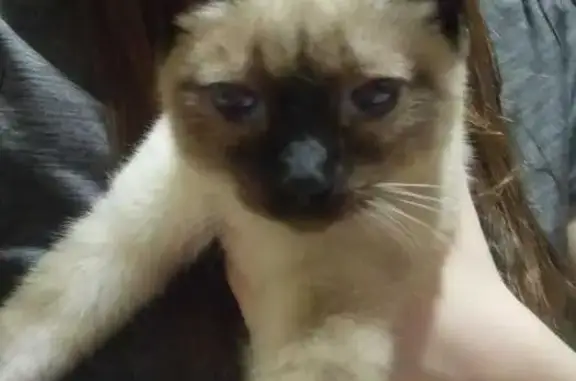 Кошки потеряшки, Горняк, фото: Потеряшка сиамская кошка, ул. Миронова