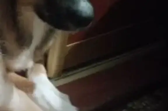 Собаки потеряшки, Шексна, фото: Потеряшка собака, ул. Труда, 35А, Шексна