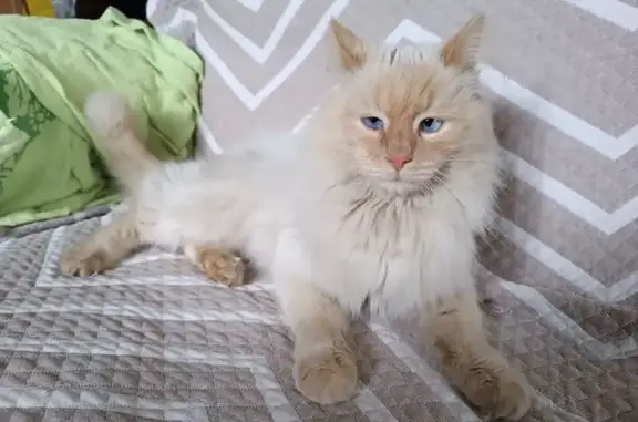 Кошки потеряшки, Новый Торъял, фото: Потеряшка кот Беляш, Советская 21А, Новый Торъял