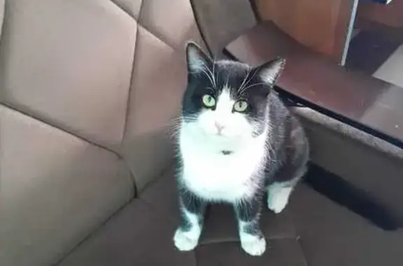 Найдена кошка, Карабулак, фото: Кошка найдена на Промысловой, Карабулак