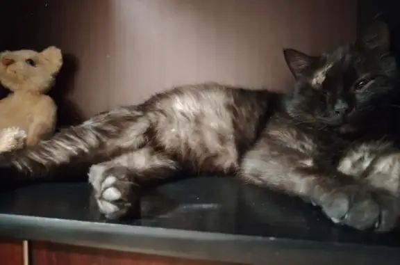 Найдена кошка, Янаул, фото: Пропала кошка, пер. Маяковского, 33, Янаул