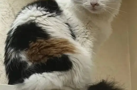 Кошки потеряшки, Москва, фото: Потеряшка кошка, Новохохловская ул., 5