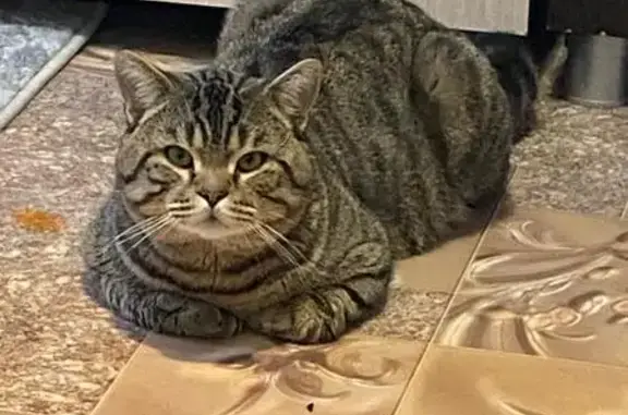 Кошки потеряшки, Сосновый Бор, фото: Потеряшка кошка, Юбилейный пер., 4