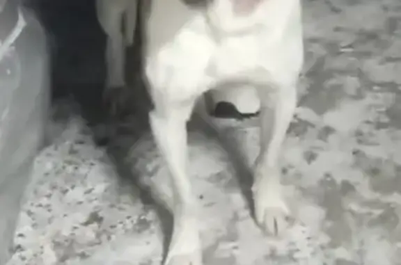 Найдена собака, Рухтино, фото: Собака найдена: ул. Мира, Рухтино