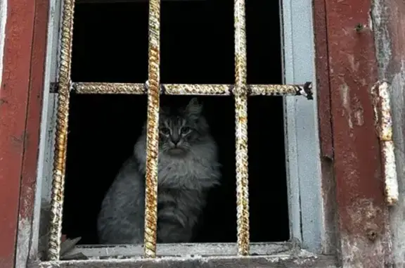 Найдена кошка, Коломна, фото: Кошка найдена, ул. Пушкина 13, Коломна