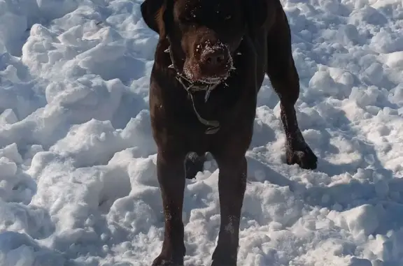 Найдена собака, Оренбургская область, фото: Лабрадор найден: район Строителей, Оренбург