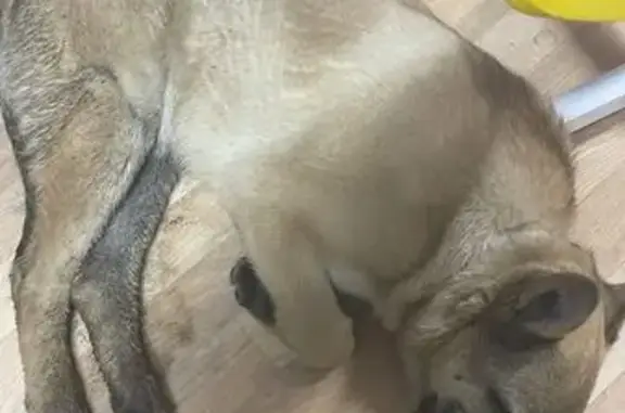 Найденные животные Ростов-на-Дону, фото: Щенок найден: Орбитальная ул., 23, Ростов-на-Дону