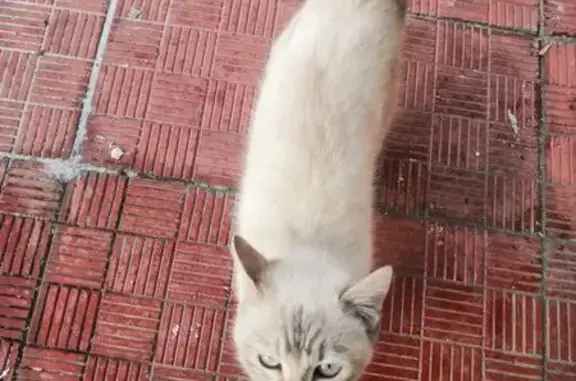 Найдена кошка, Куйбышев, фото: Кошка найдена, ул. Краскома, 37, Куйбышев