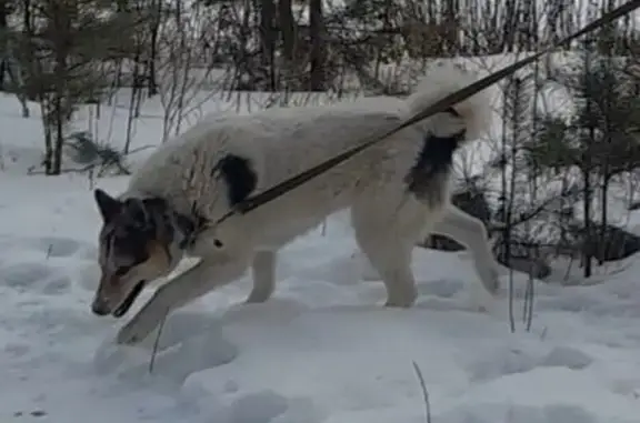 Собаки потеряшки, Свердловская область, фото: Потеряшка пёс Тимофей, ул. Турбинная