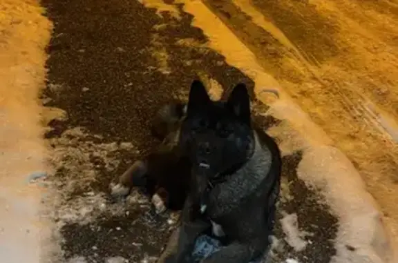 Найдена собака, Поведники, фото: Собака найдена: Центр. ул. 16, Поведники