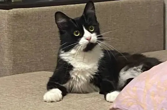 Потерянные животные Москва, фото: Пропала кошка, Сумской проезд, 10, Москва