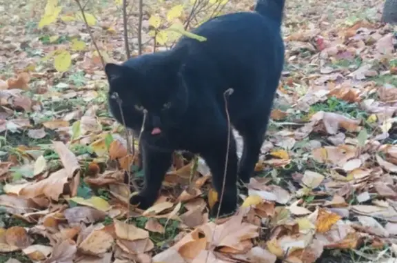 Кошки потеряшки, Металлострой, фото: Потеряшка кот Черныш, ул. Богайчука, Металлострой