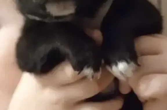 Собаки потеряшки, Орша, фото: Потеряшка собака, ул. Якова Свердлова, Орша