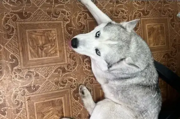 Найдена собака в с. Михайловское, Алтайский край - photo