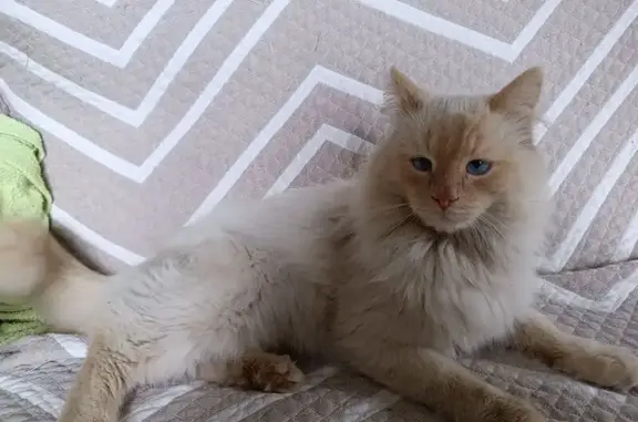 Найдена кошка, Новый Торъял, фото: Кошка Беляш найдена, Советская 21А