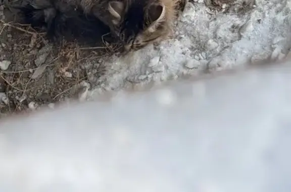 Трехцветная кошка на Зыряновской 51, НСК