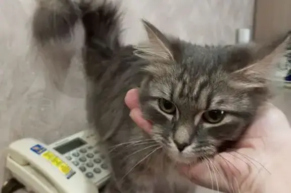 Найдена серая кошка, ул. Ломоносова, 19