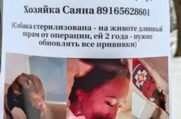 Собаки потеряшки, Москва, фото: Потеряшка мини-такса, Винницкая ул, 7 вл1