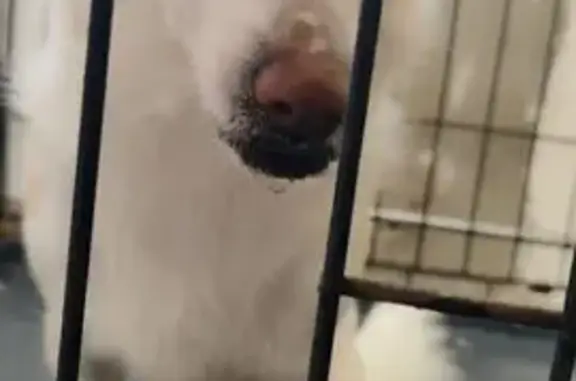 Найдена собака: Гражданская ул, 119