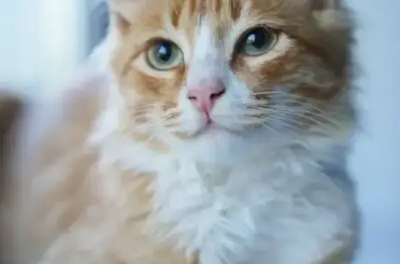 Объявления о пропавших и найденных животных, Нижний Новгород, фото: Пропала кошка, Заводская 15 к4, НН