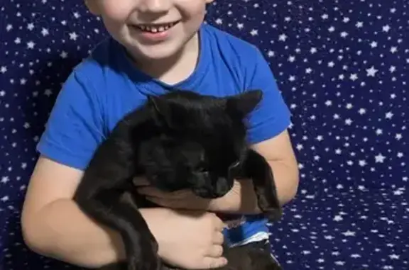 Кошки потеряшки, Калинино, фото: Потеряшка кот на ул. Московская, Калинино 3