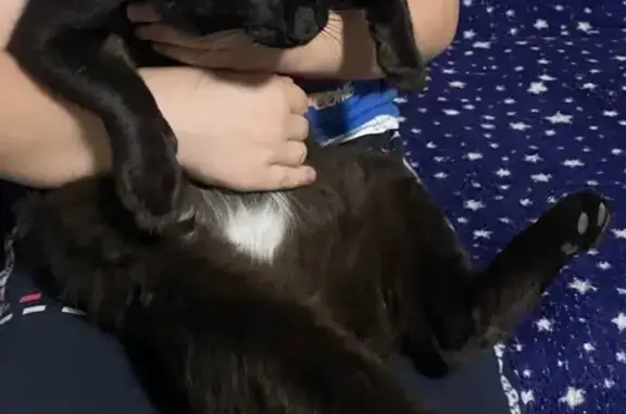 Кошки потеряшки, Калинино, фото: Потеряшка кот на ул. Московская, Калинино 3