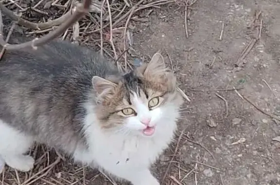 Кошка найдена: ул. Калинина, 154А, Пенза