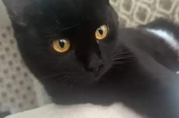 Кошки потеряшки, Иркутск, фото: Потеряшка кошка, Иркутск, мкр Первомайский