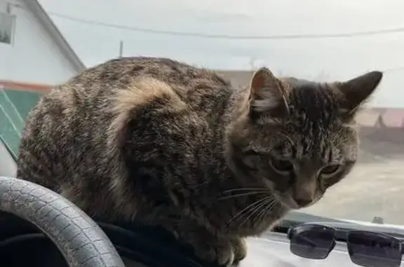 Пропала кошка, ул. Кутузова, 9, Новотроицк