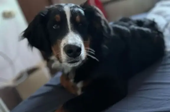 Собаки потеряшки, Новокузнецк, фото: Потеряшка собака, Херсонская ул., Новокузнецк