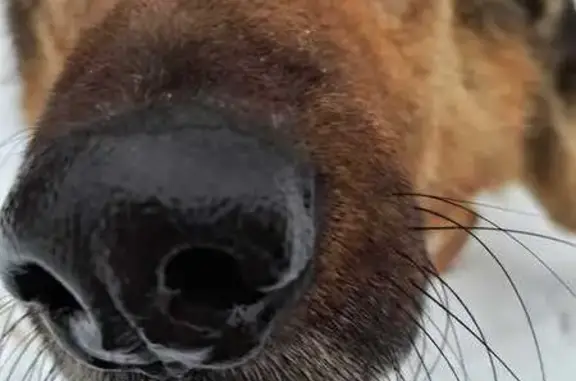 Найдена собака, ул. Ленина, Селижарово