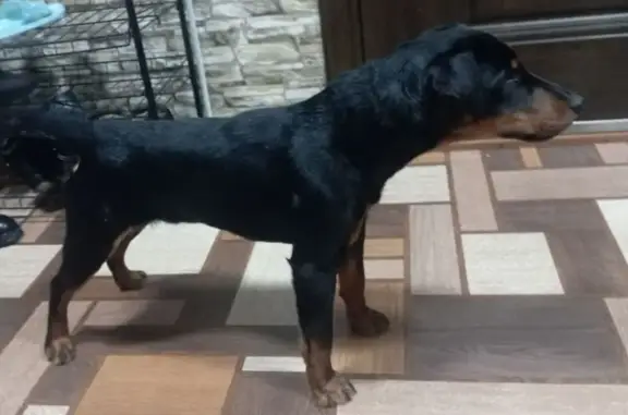 Найдена собака, Лиски, фото: Найдена собака, ул. Свердлова 85, Лиски