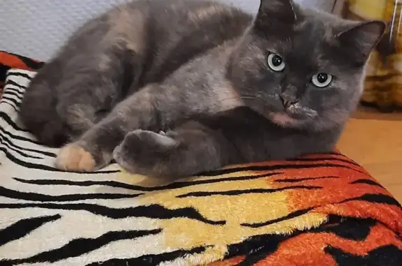 Кошки потеряшки, Тамбов, фото: Потеряшка кошка, Интернациональная 85, Тамбов