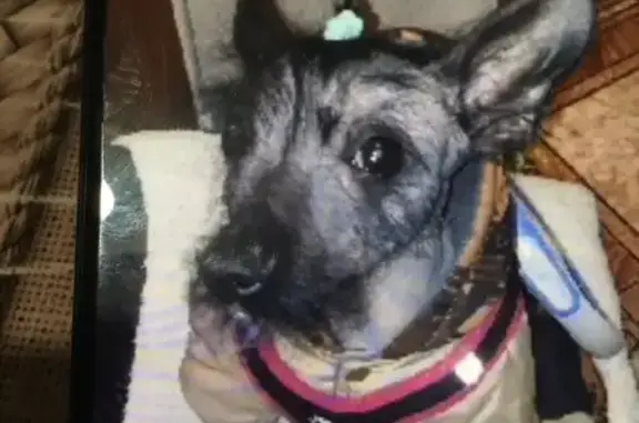 Собаки потеряшки, Казань, фото: Потеряшка собака, ул. Лесгафта, Казань