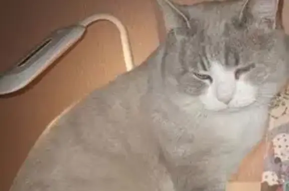 Кошки потеряшки, Новошахтинск, фото: Потеряшка кот, Харьковская ул., 60А, Новошахтинск